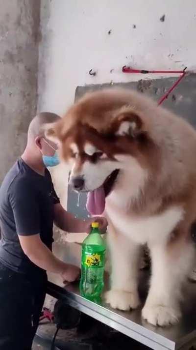 A chonky Alaskan Malamute getting a good cleaning