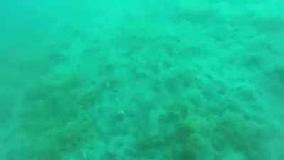 Scuba driver catches a glimpse of earthquake underwater.