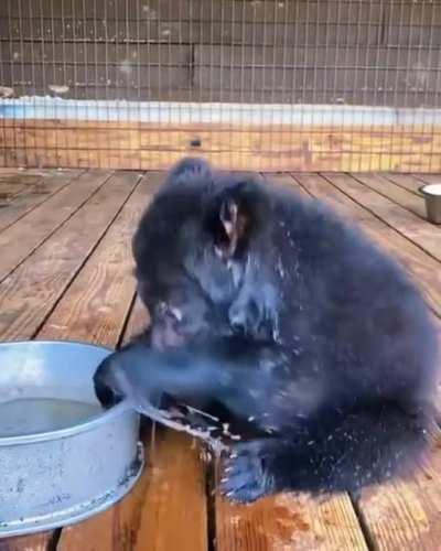 the bear plays in a bath with water, but you can't take your eyes off him, fluffy