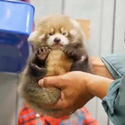 The smallest and cutest red panda