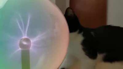 Just a Cat vs a Plasma Globe