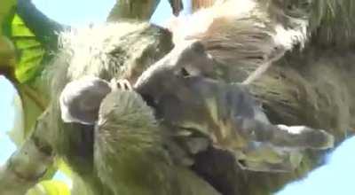 A video my father took of a sloth giving birth.