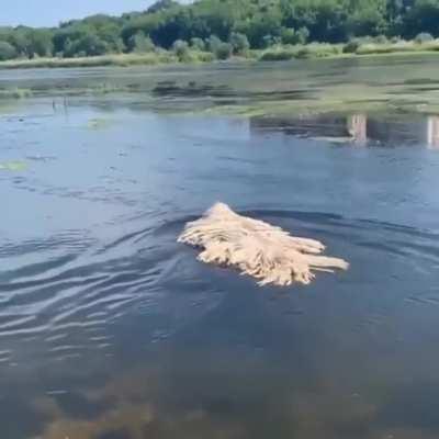 The way this dog’s coat stays afloat