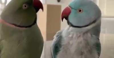 Parrot conversation with kisses