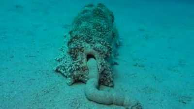 Pooping Sea cucumber