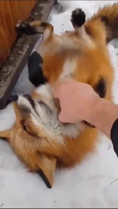 DO NOT boop the fox