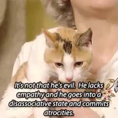 Meow irl