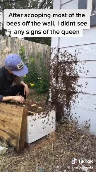 Another day of collecting bees