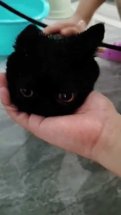 Little coal ball