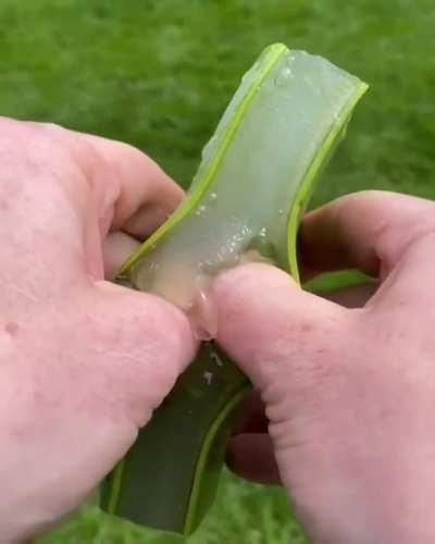 opening an aloe plant (sound recommend)