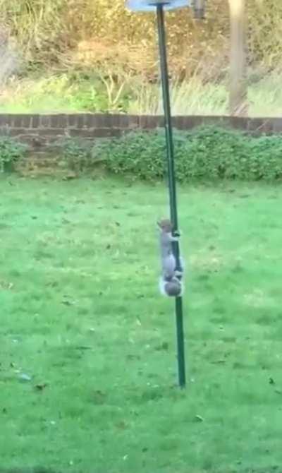 Squirrel panics after bird feeder elevator stalls