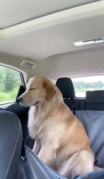 Napping in the car