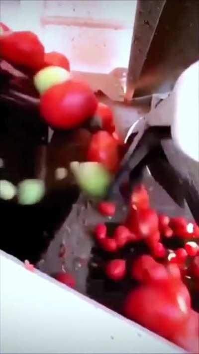 Machine only rejects unripe tomatoes