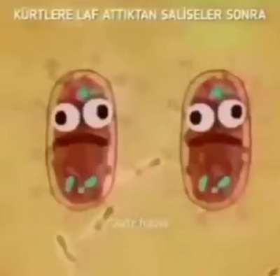 K*rtlere laf attıktan saliseler sonra: