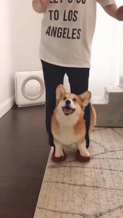 Dancing Corgi