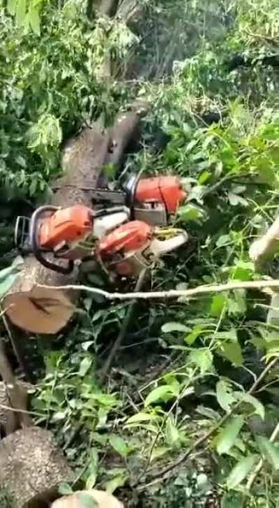 Getting THREE chainsaws stuck in the same tree