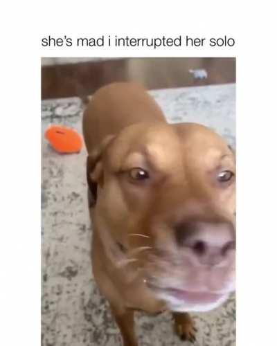 Doggo interrupted during her solo