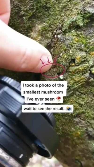 Guy takes picture tiiiny lil mushroom