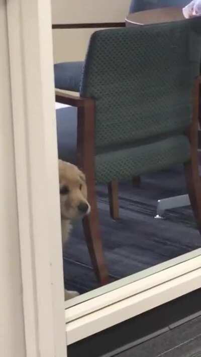 Office doggo wants to play but everyone is busy working