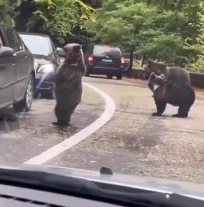  Guy managed high five with a wild bear 