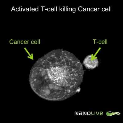 A T cell battling a cancer cell