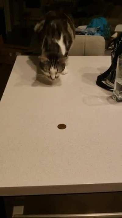 Finn is only allowed two paws on the counter...but he also loves toonies!