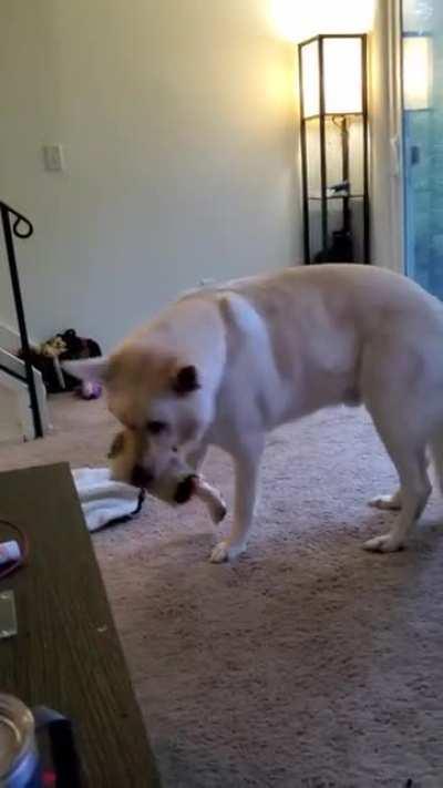 Bane loves his squeaky burrito 🌯 Hope he makes you smile!