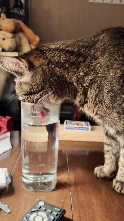 The rhythm of my cat drinking water