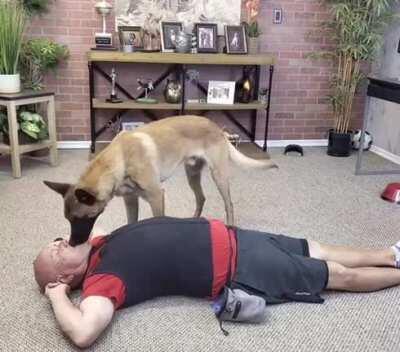 CPR by in-house dogtor