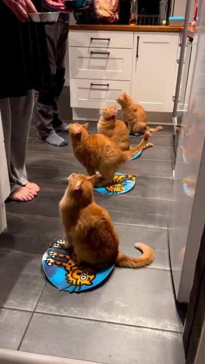 The way these red cats are fed and their displayed discipline