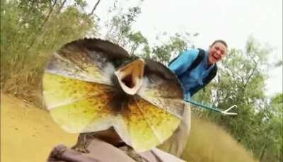 🔥 Cameraman 'Attacked' by a Frilled Lizard