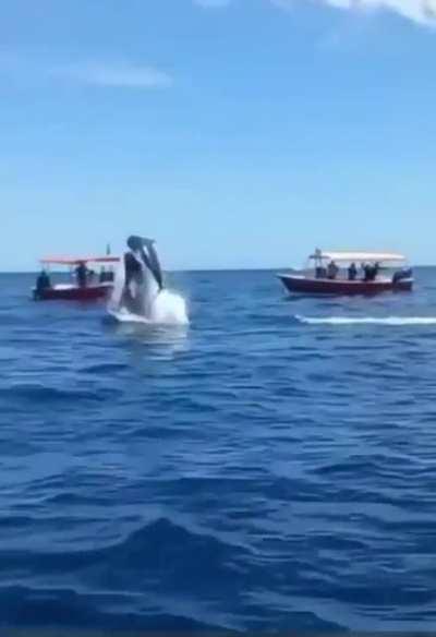 Orca vs Dolphin traffic collision