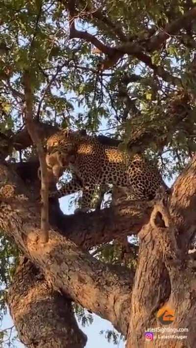 Leopard steals Lion cub from its den.