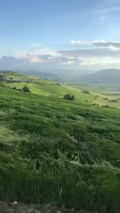 🔥 The waves of wheat on the Bolognas hills in Italy.