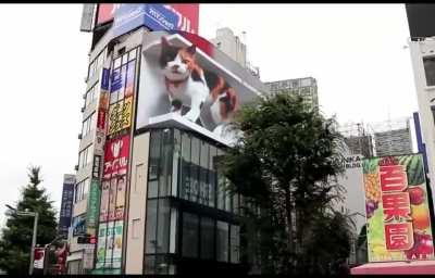 3D cat chilling on a japanese mall