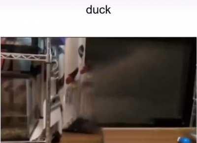 duck