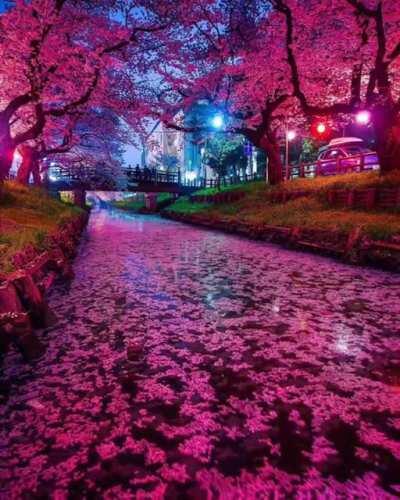 🔥 Cherry Blossom River 🔥