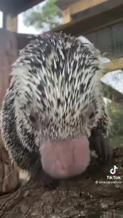 Who knew porcupines had such honkers?