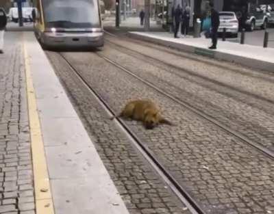 Dog getting run over by a train NSFL NSFW