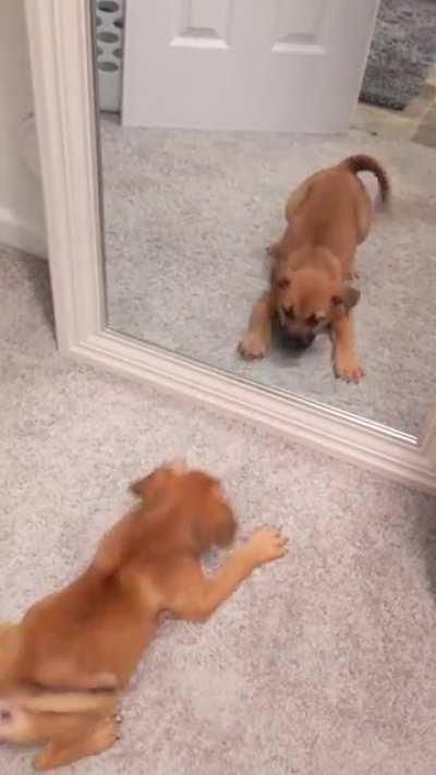 Our new foster puppy, Nico, found the puppy who lives in our mirror.