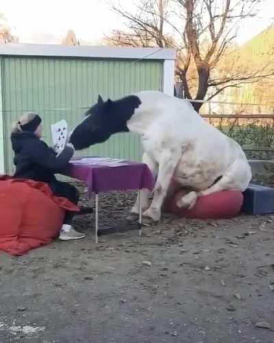 horse on a beanbag playing cards???