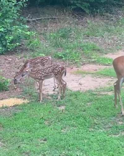 Fawns out with their mother