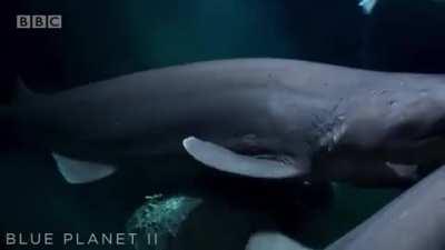 Sixgill Sharks scavenging on a Sperm Whale