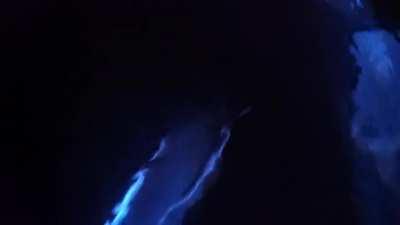 Dolphins swimming through bioluminescence plankton