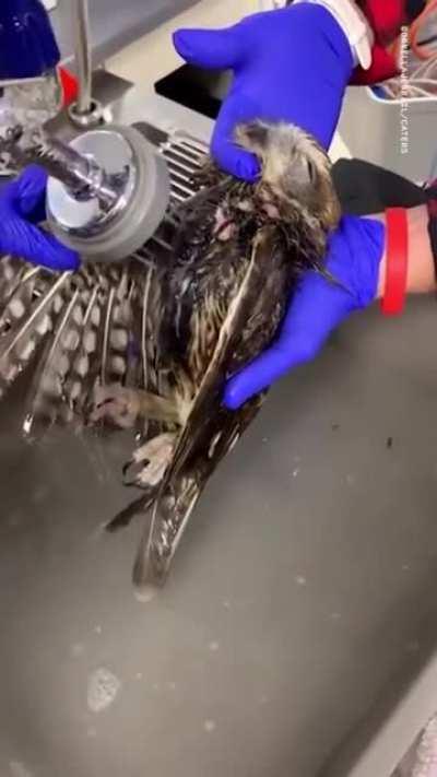 After getting rescued from being stuck in a rat trap, this baby owl had his first warm bath and clearly couldn’t be any more relaxed