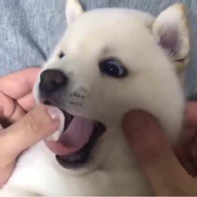 Shiba pup cheek squishes