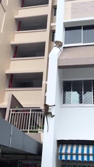 Monkeys sliding down a building in the city