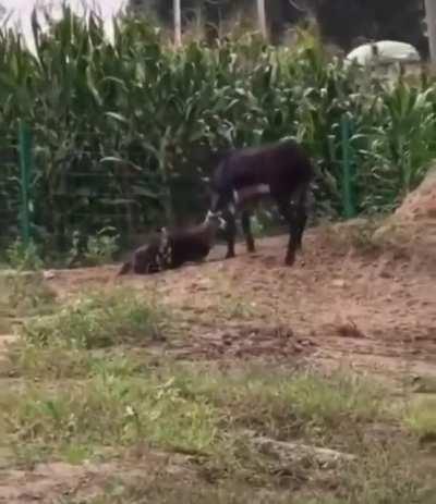 🔥 A donkey defending a farm against an intruding hyena