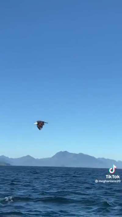 🔥Eagle catching fish mid-air tossed from a boat🔥