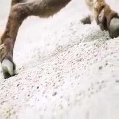 Goats climbing steep dam wall